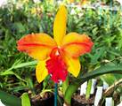 Cattleya